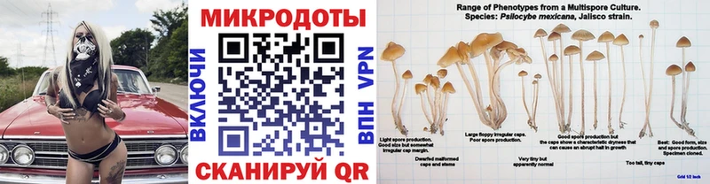 Псилоцибиновые грибы Psilocybine cubensis  Алдан 
